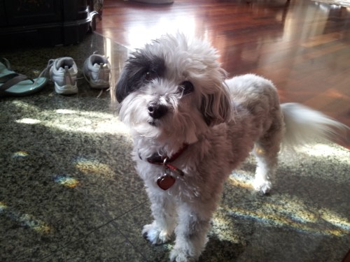 Yes, the title of this post might be a thinly veiled excuse for a cute dog photo.