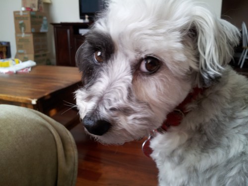 Nala the Hound looking skeptical