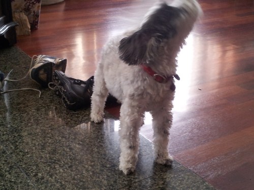 Nala loves to howl when she gets excited.