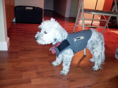 If the fireworks get too loud, Nala will wear her Thundershirt.
