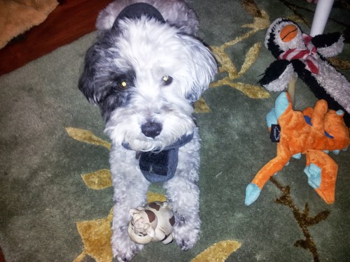 I can't leave without a cute Nala photo. :)