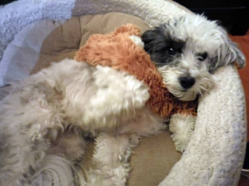 Nala is so fond of her fox, she's decided to incorporate it into her wardrobe. Photo by Yvette Ono.