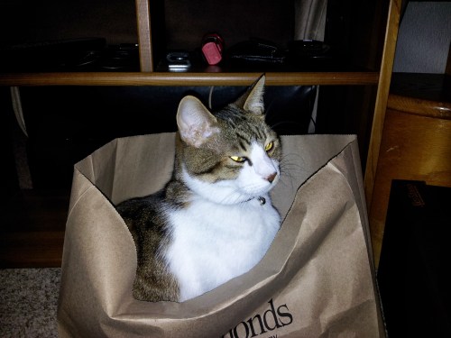 Saber made a lot of effort to get into this bag.