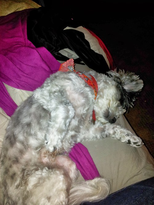 Nala is particularly fond of belly scratches.