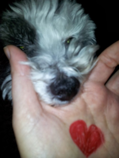 The blooper photo: Nala really wanted to be involved.