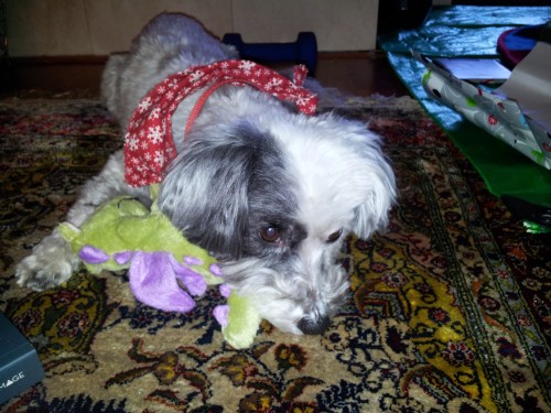 Nala is excited for 2014, too.