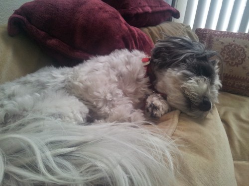 Nala looks pretty relaxed.