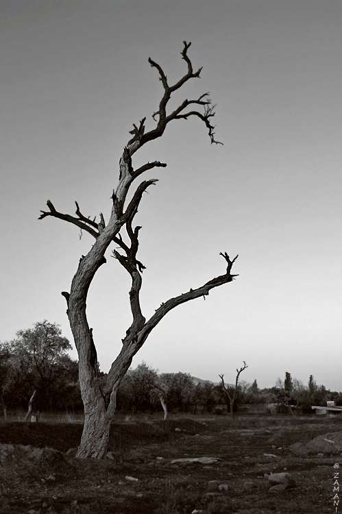 Photo Credit: seyed mostafa zamani via Compfight cc