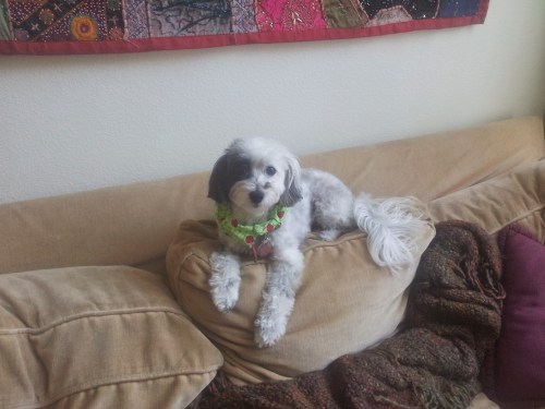 I am sweet little dog who enjoys traveling, going to see movies, and pretty much all adventure sports. And of course, I love to bark!