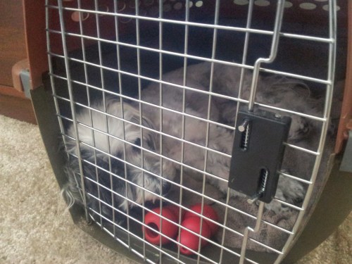 Nala used to hate her kennel, but now she wants to hang out in there all the time. (Yeah, I might be reaching a tiny bit, but...cute dog photo!)