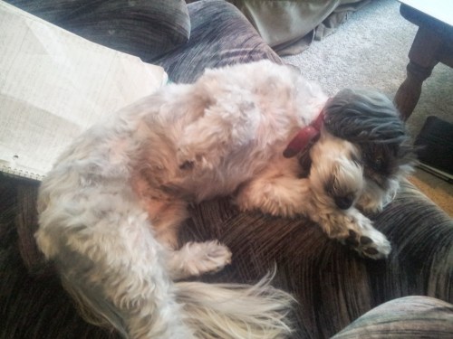 This is how Nala practices getting better at writing. Or maybe how she practices becoming even cuter? Unclear.