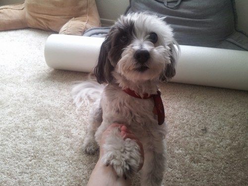 Nala shaking my hand.