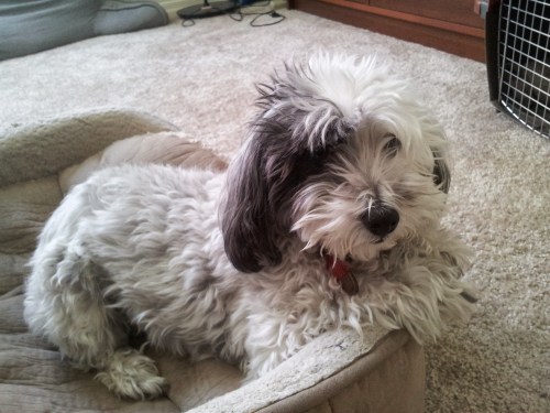 Nala also doesn't read many blog posts. But she does have incredibly fluffy paws!