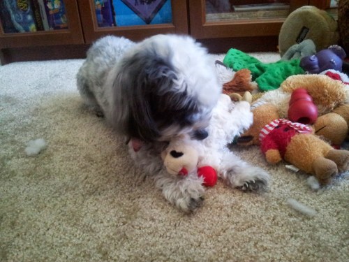 Nala quickly decamped with Lamb Chop to her Pile O' Toys.
