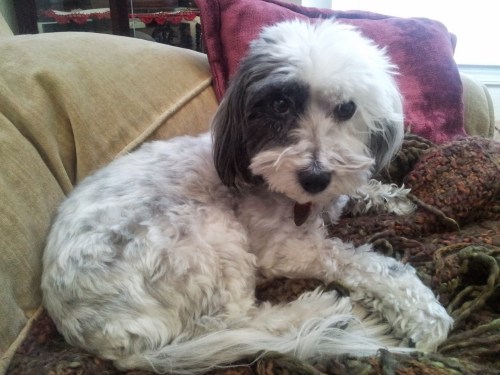 My most adorable problem.