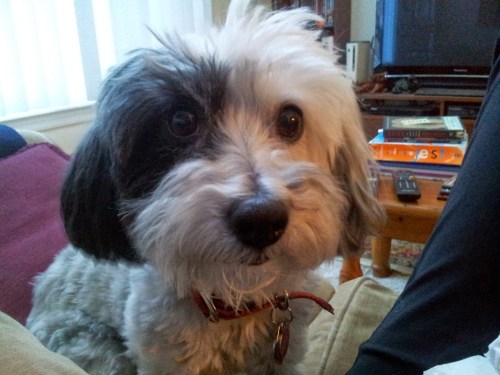 This is what Nala looks like when she is comforting me.