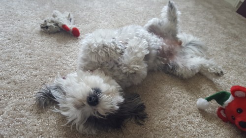 Nala's Way of Living