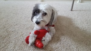 Nala is very skeptical about the idea of me leaving.