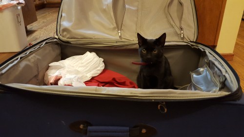 This kitten totally agrees with me and wants to take a journey himself.