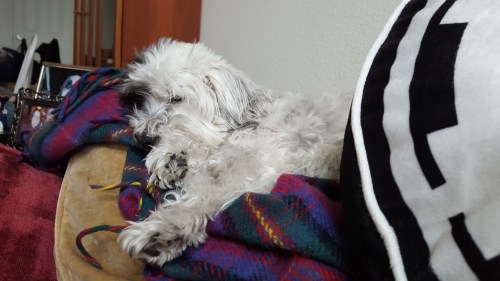 I'd still spend just as much time snuggling this shaggy one.